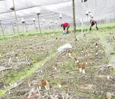 準扶貧看光伏,生態農業助力農村大發展