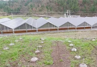 準扶貧看光伏,生態農業助力農村大發展