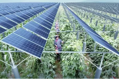 一塊土地 兩份收入!還是光伏農(nóng)業(yè)最靠譜!