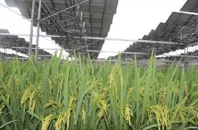 一塊土地 兩份收入!還是光伏農(nóng)業(yè)最靠譜!