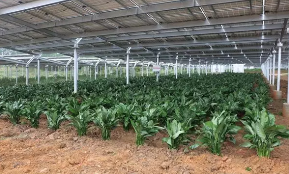 同在農村 你只用光伏發電 他們用光伏賺錢