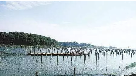 濕地建光伏有風險,某地已開展“清河行動”!