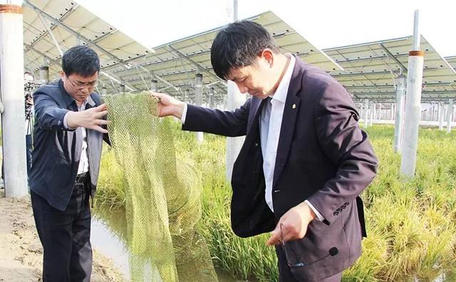 光伏板下養魚不新奇鹽城這家首創的一水兩用一光三照才高級!