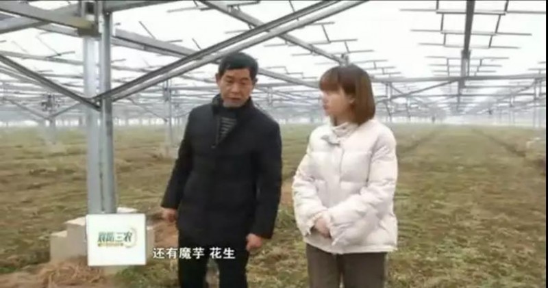 據(jù)央視記者報道,近日,錦浪科技助力湖北省宜城王集鎮(zhèn)觀音村,采用典型的“農(nóng)光互補(bǔ)”模式,實(shí)現(xiàn)了全村人共同“生態(tài)收益”的目標(biāo),引起了廣大人民群眾的熱烈反響。 走進(jìn)光伏電站區(qū),首先映入眼簾的是一片藍(lán)汪汪的光伏海洋,一望無際,若是走近仔細(xì)一看,才發(fā)現(xiàn)這么一大片區(qū)域里不完全是光伏板,原來在光伏板下邊還有另一片“柳暗花明”的天地,綠油油的青菜鋪滿整塊地面實(shí)在好看極了。 據(jù)記者報道,這便是觀音村這兩年響應(yīng)國家“精準(zhǔn)扶貧”和“光伏扶貧”政策,投資2億元建成20MWP“農(nóng)光互補(bǔ)”地面光伏電站。此電站光伏支架采用的是同景新能源的跟蹤支架,逆變器采用了錦浪科技公司的50kW逆變器,以它相對較小的外形,為運(yùn)輸免去了不少成本,提供了便捷安裝;4路MPPT接入,每路額定28.5A,兼容大功率組件,設(shè)計更靈活;充分的冗余設(shè)計保障逆變器長壽命可靠運(yùn)行。 同景新能源有限公司總經(jīng)理郤維平在現(xiàn)場對記者解釋,“我們主要的優(yōu)勢是跟蹤,我們有500臺跟蹤器可以自動跟蹤,也就是我們常說的‘光伏板跟著太陽走’,這樣他與其它電站相比,它是固定式的,我們的發(fā)電量同比要增加20%。”他接著說道,“我們不破壞土地,活動支架,我們平時看到的可能都是打樁式的,而我們這個是小水泥塊,直接放在土地表面,可以自由移動。”這種獨(dú)特安全的安裝方式得到農(nóng)民的大力支持。 據(jù)現(xiàn)場村民說,這里的主要農(nóng)作物有黃精,桔梗,花生,魔芋等,以黃精價值尤為突出,黃精作為一種名貴藥材喜歡蔭涼,所以光伏板既全方位吸收了太陽能,又很好的為農(nóng)作物起到了遮陽的作用;它的生長周期需要兩三年,然而價值非常可觀,給他們帶來相當(dāng)不錯的收益。 王集鎮(zhèn)觀音村這種典型的“農(nóng)光互補(bǔ)”模式,正是利用較少的投資獲得更多的利益,實(shí)現(xiàn)了“光伏脫貧”的“生態(tài)效益”的目的,還讓當(dāng)?shù)剞r(nóng)民每年有了一份固定的收入。據(jù)統(tǒng)計,一畝地一年能收入5萬元,人均年收入可達(dá)2.5萬元以上。 國家近年來推行的“光伏扶貧”政策越來越深入人心,讓一批又一批的農(nóng)民走上了脫貧致富的道路,我們也希望更多的農(nóng)民能夠利用這種“農(nóng)光互補(bǔ)”的模式,早日擺脫貧困生活,實(shí)現(xiàn)共同富裕。